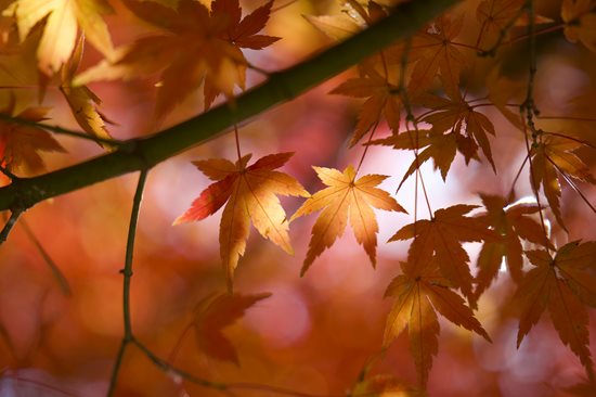 Can Seasonal Changes Affect Your Hearing?